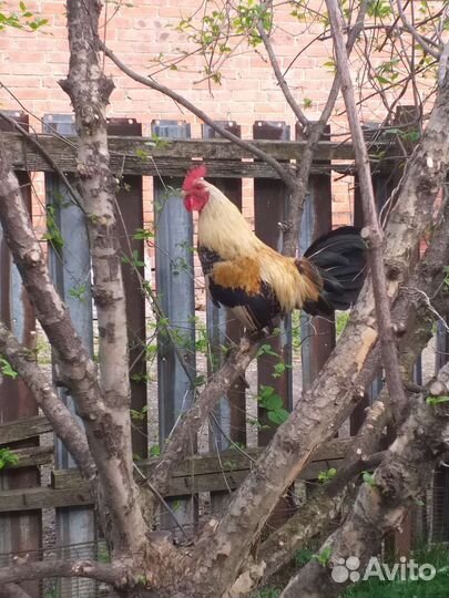 Декоративные петушки