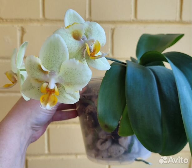 Орхидея фаленопсис редкий с мутацией