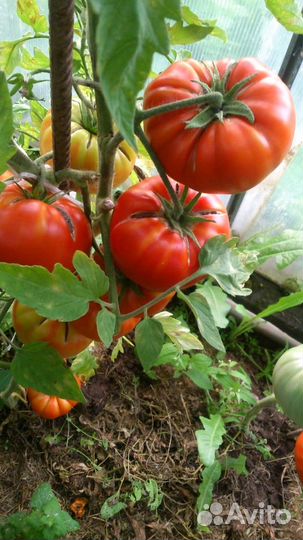 Рассада овощей