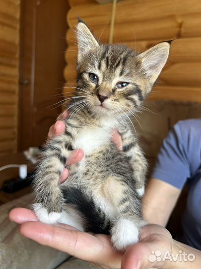 Котята домашние