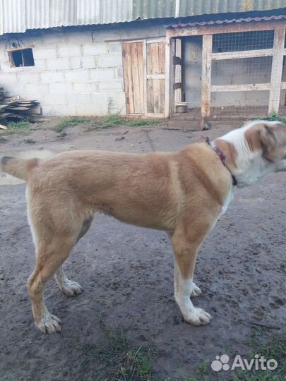 Среднеазиатская овчарка алабай