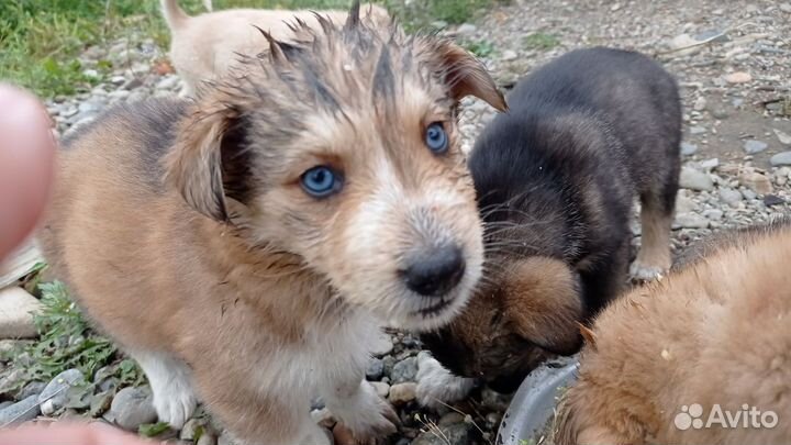 Щенки маламут