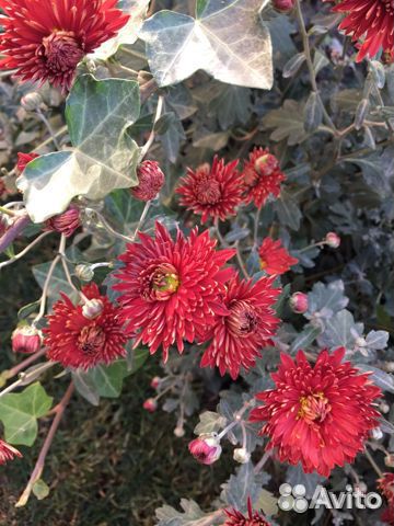 Многолетние садовые цветы и злаки