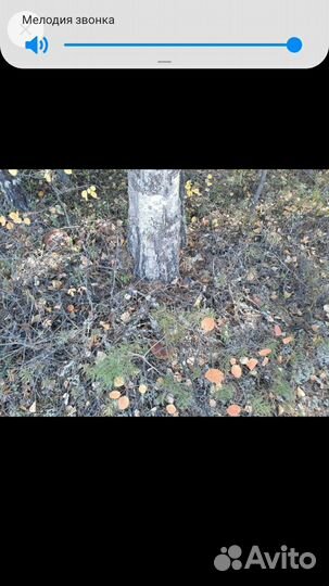 Сухие грибы