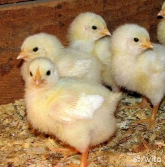 Цыплята Коб 500 (чехия), утята
