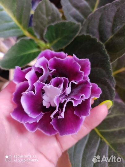 Глоксиния цветущая и клубни