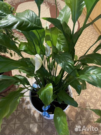 Спацифиллум