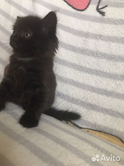 Котятки в добрые руки