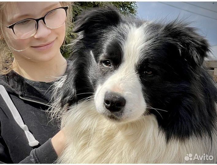 Бордер колли