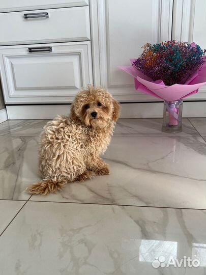 Мальтипу ф1 корейский мальчик Baby Face