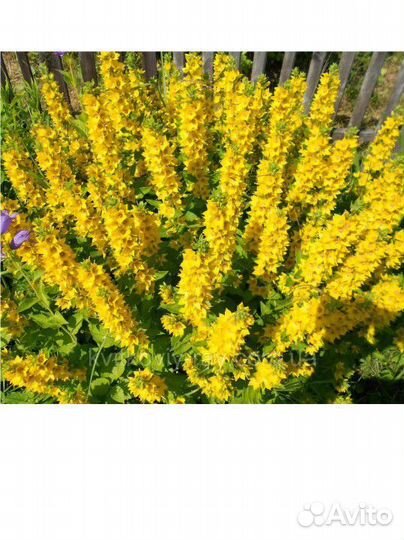 Растения цветы для дачи Семена Саженцы