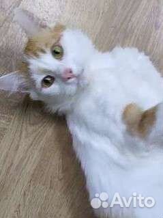 Рыжее счастье на удачу