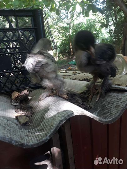 Цыплята трёх дневные Брама