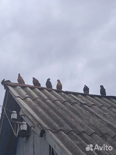 Голуби николаевские и курские