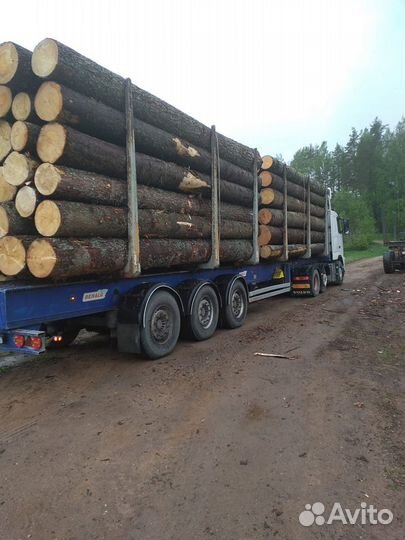 Заготовка леса