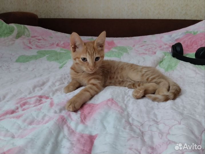 Котёнка в добрые руки