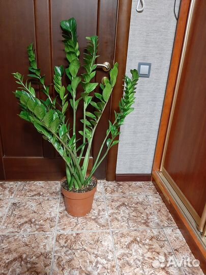 Замиокулькас. 130см