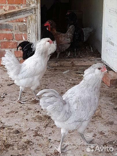 Петух Амерукано