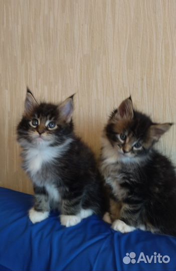 Мейнкуны Уральские самоцветики