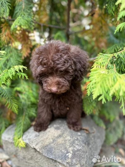 Мини мальтипу