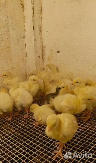 Индюшата домашние