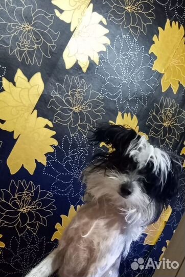 Вязка китайская хохлатая мальчик