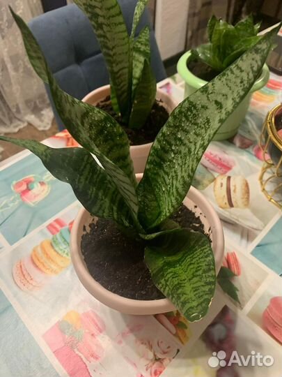 Сансевиерия