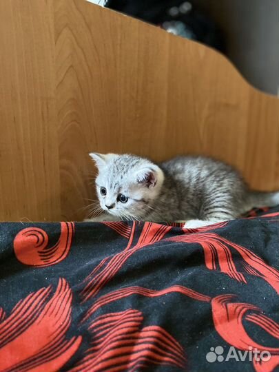 Шотланский котенок