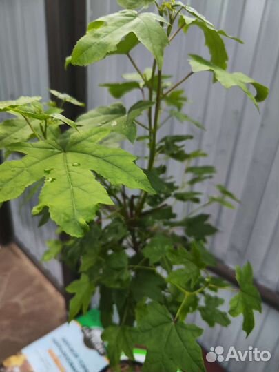 Ликвидамбр смолоносный