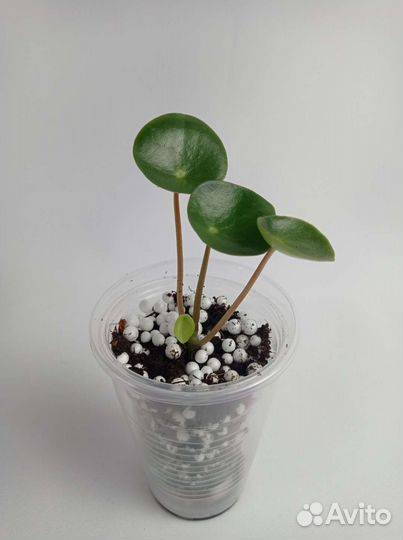 Пеперомия raindrop