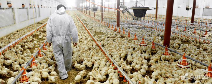 Разнорабочий на птицефабрику, вата