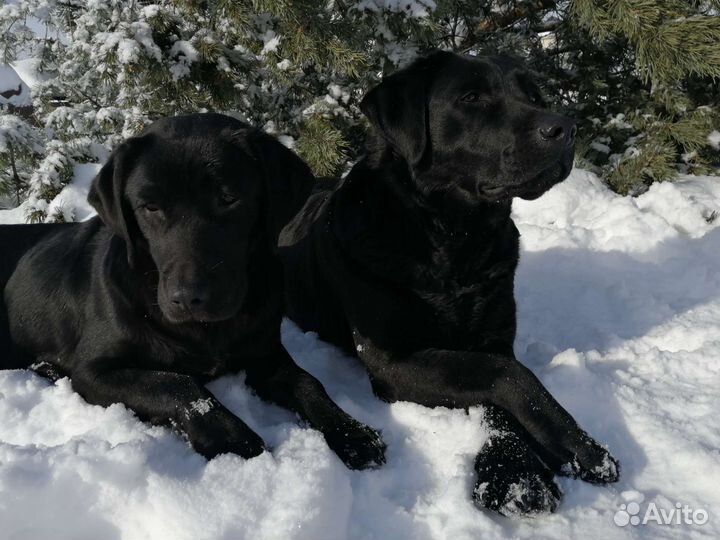 Щенок лабрадора