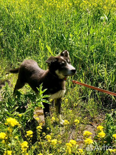 Щенок мальчик Барон 4 мес ищет дом
