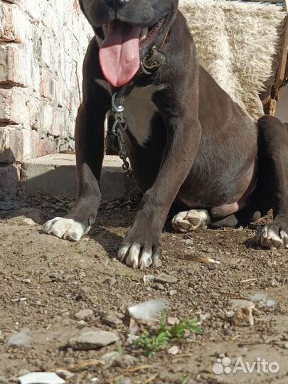 Стаффордширский терьер вязка