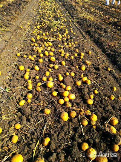 Картофель домашний