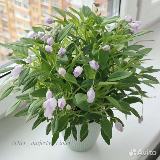 Фиалки трейлеры