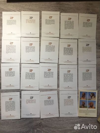 Открытки Наши верные друзья Собаки 19 из 20, 1987