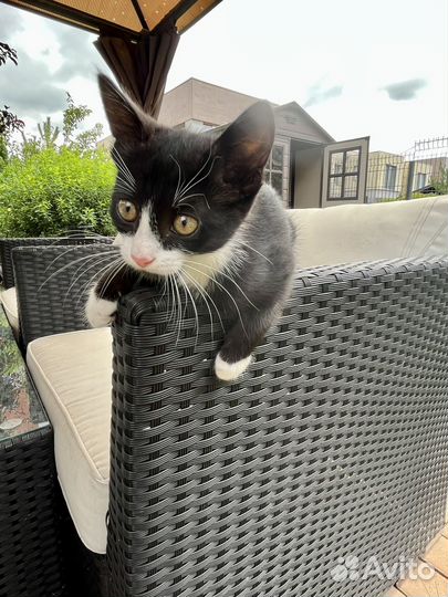 Кошечка