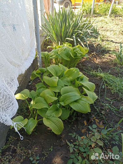 Цветы хоста