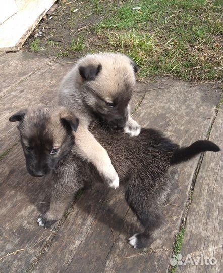 Щенки западно сибирской лайки
