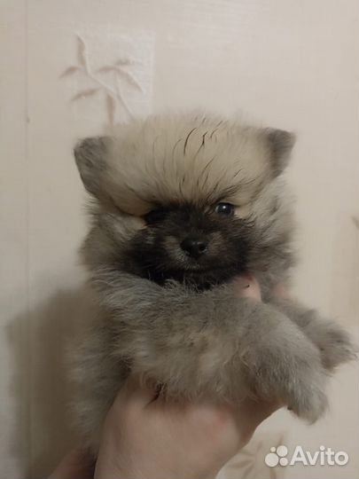 Померанский шпиц