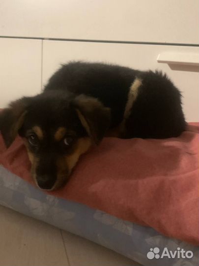 Щенок в добрые руки