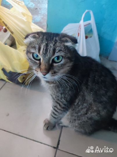 Вислоухая кошечка