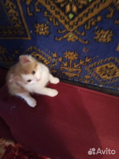 Кошка в дар бесплатно
