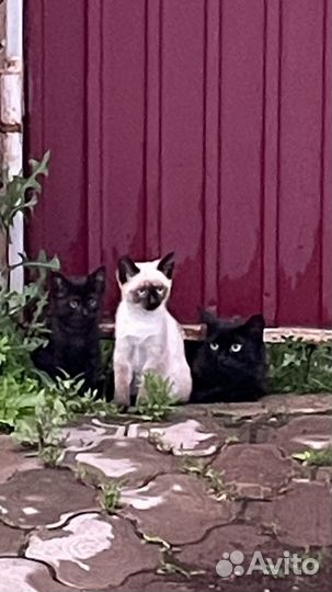 Котята в добрые руки