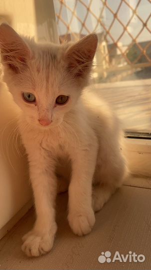 Котёнок турецкая Ангора