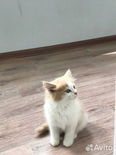 Котята в добрые руки бесплатно