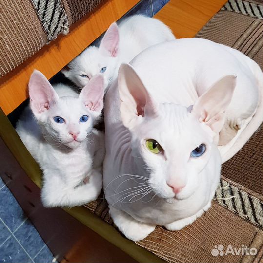 Петерболд, ориентал