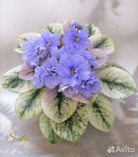 Миниатюрные фиалки