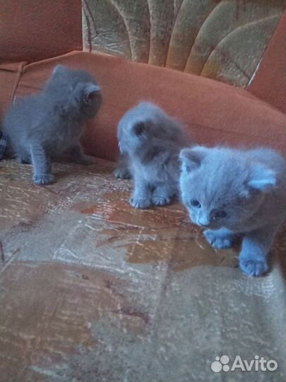 Британская